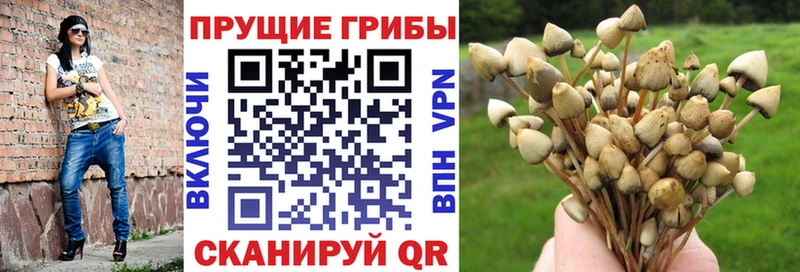 Галлюциногенные грибы Psilocybe  Советская Гавань 
